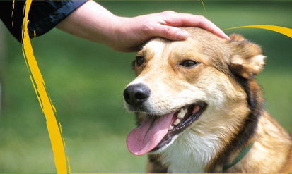 מבצע עיקורים וסירוסים בחינם לכלבים בלוד – ההרשמה החלה