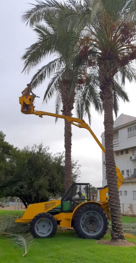 עיריית לוד ערכה גיזום של עצי דקל וחילקה סכך לסוכות התושבים