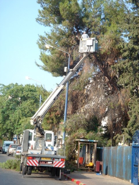 כהכנה לחורף ובטיחות התושבים: עיריית לוד וחברת חשמל בשיתוף פעולה לגיזום עצים בעיר